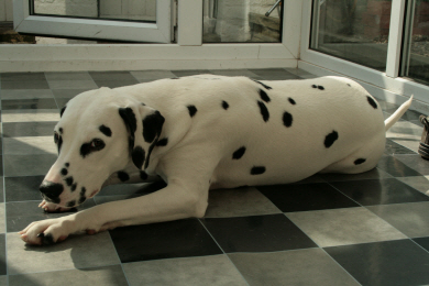 Picture 9
