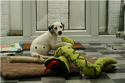 Picture 8