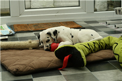 Picture 11