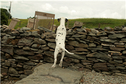 Picture 17