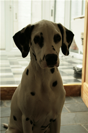 Picture 1