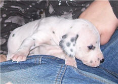 Molly Photo 2