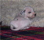 Molly Photo 3
