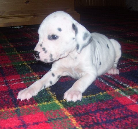 Molly Photo 4