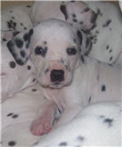 Molly Photo 4