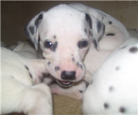 Molly Photo 5