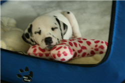 Molly Picture 2