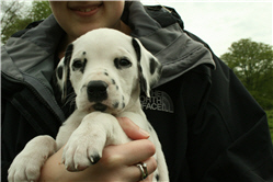 Molly Picture 7