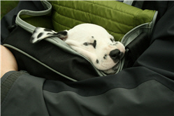 Molly Picture 9