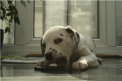 Molly Photo 3