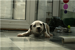 Molly Photo 6