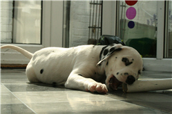 Molly Photo 7