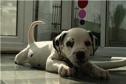 Molly Photo 8