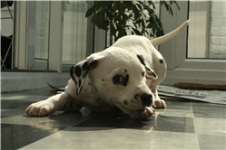Molly Photo 10