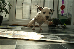 Molly Photo 12