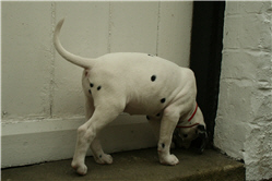 Molly Photo 13