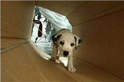 Molly Photo 16