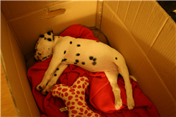 Molly Photo 3