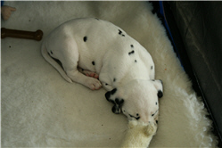 Molly Photo 5