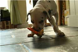 Molly Photo 11