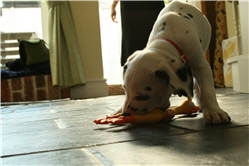 Molly Photo 12