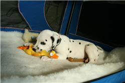 Molly Photo 13