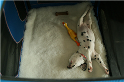 Molly Photo 14
