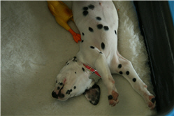 Molly Photo 16