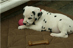 Molly Photo 1