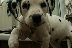 Molly Photo 2