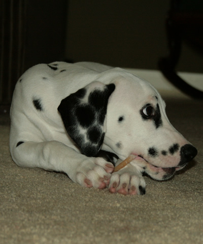 molly