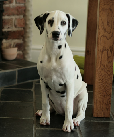 molly