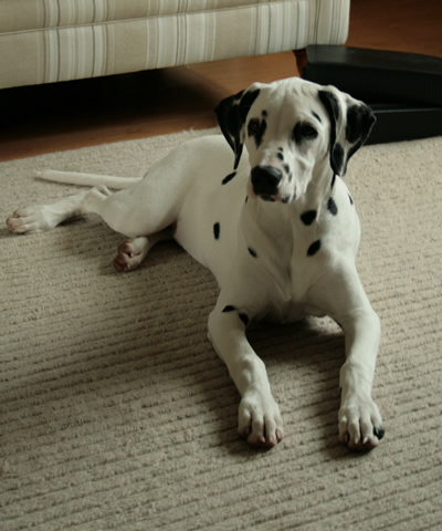 molly