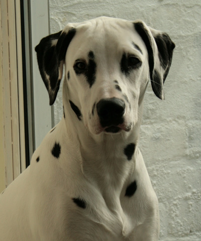 molly