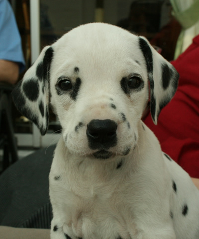 Molly @ 7 Weeks