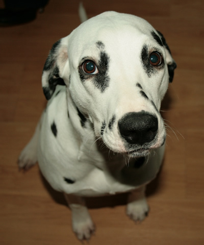 molly