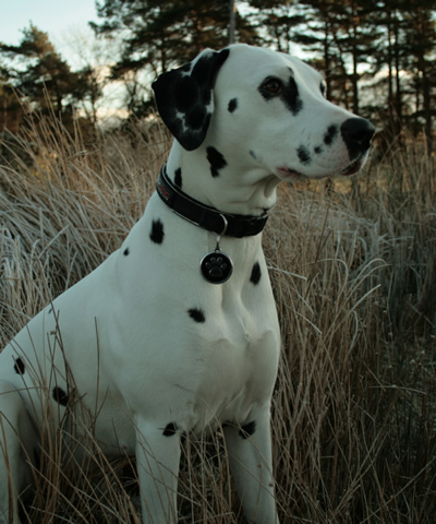 molly