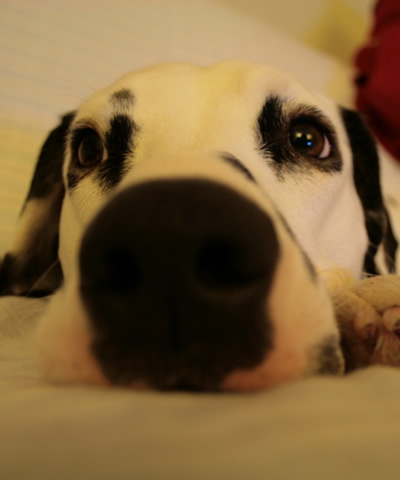molly