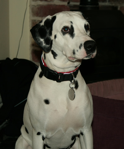 molly