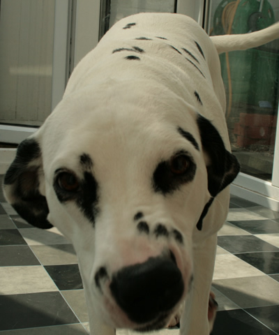 molly