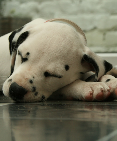 Molly @ 8 Weeks