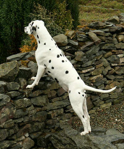 molly