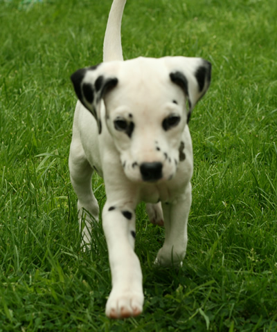 Molly @ 9 Weeks