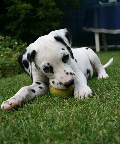 Molly @ 10 Weeks