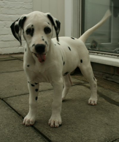 Molly @ 11 Weeks