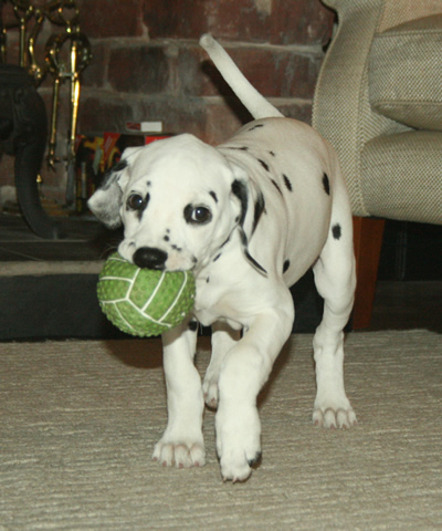 12 week old molly